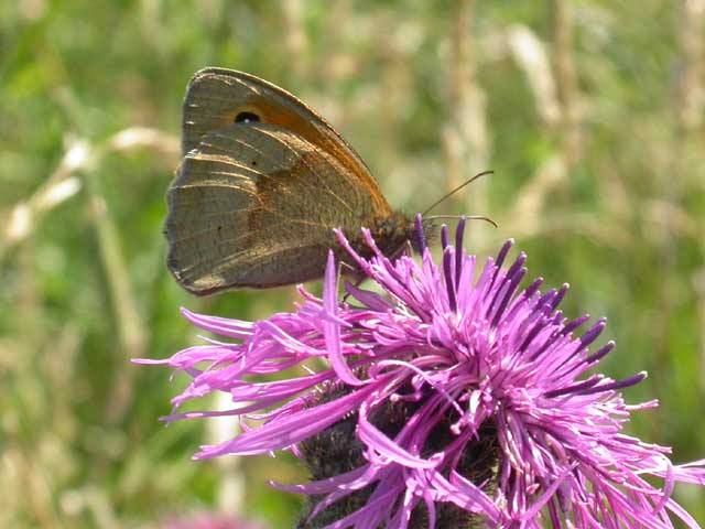 Meadow Brown butterfly