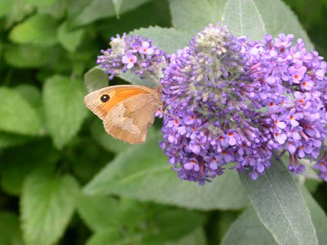 Image of Meadow Brown butterfly on Buddleia Lochinch plant
