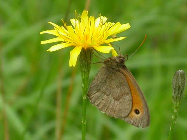 Image of Meadow Brown butterfly on Autumn Hawkbit? plant