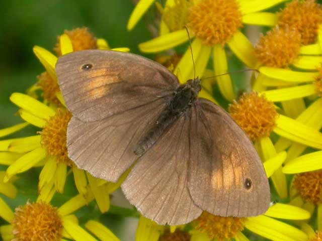 Image of Meadow Brown butterfly on Ragwort plant