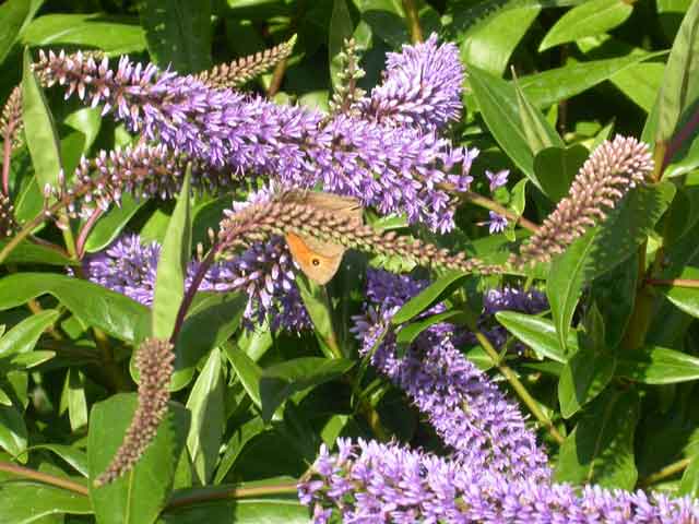 Image of Meadow Brown butterfly on Hebe plant