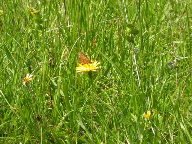 Image of Marsh Fritllary butterfly