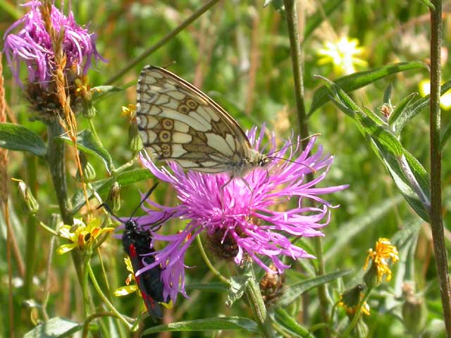 Image of Marbled White butterfly on Knapweed plant