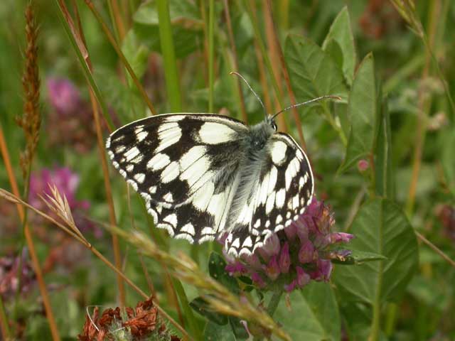 Image of Marbled White butterfly on Red Clover plant