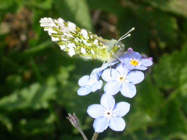 Image of Orange Tip butterfly on Forget-me-not plant