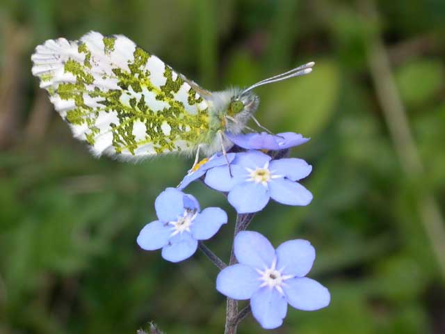 Image of Orange Tip butterfly on Forget-me-not plant