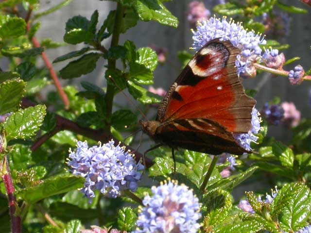 Image of  Peacock butterfly on  Ceanothus plant