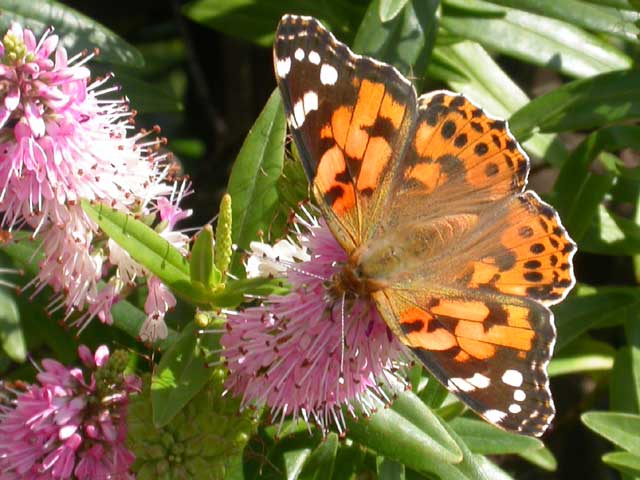 Image of Painted Lady butterfly on Hebe plant