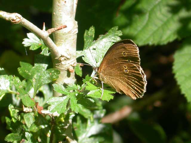 Image of Ringlet butterfly