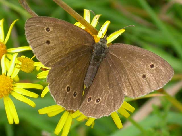 Image of Ringlet butterfly on Ragwort plant