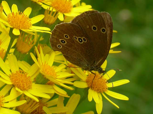 Image of Ringlet butterfly on Ragwort plant