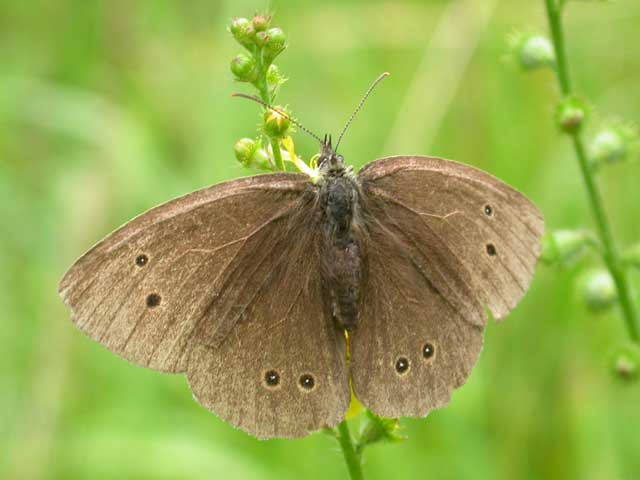 Image of Ringlet butterfly on Agrimony? plant