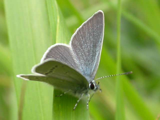 Image of Small Blue butterfly