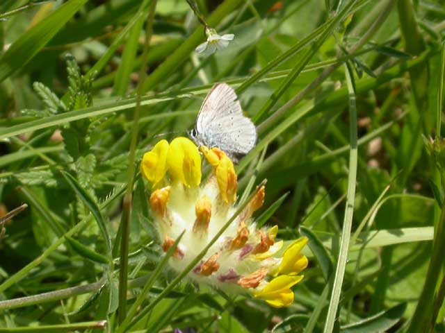 Image of Small Blue butterfly on Kidney Vetch flower