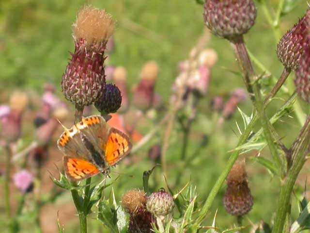 Image of Small Copper butterfly on Thistle plant