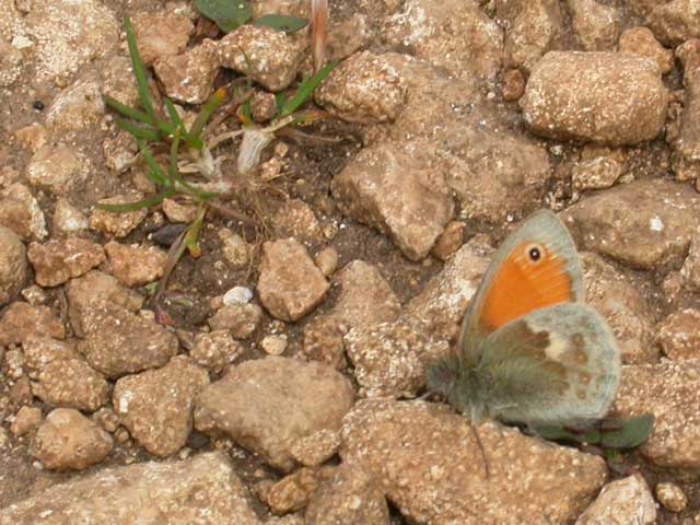 Image of Small Heath  butterfly