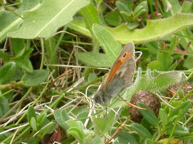 Image of Small Heath  butterfly