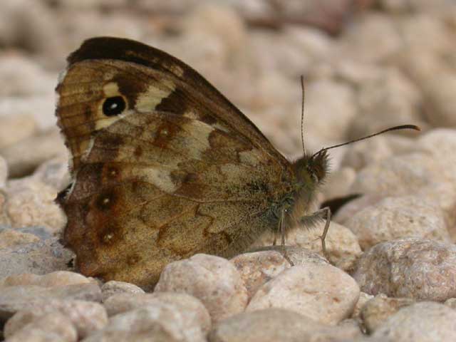 Image of Speckled Wood butterfly