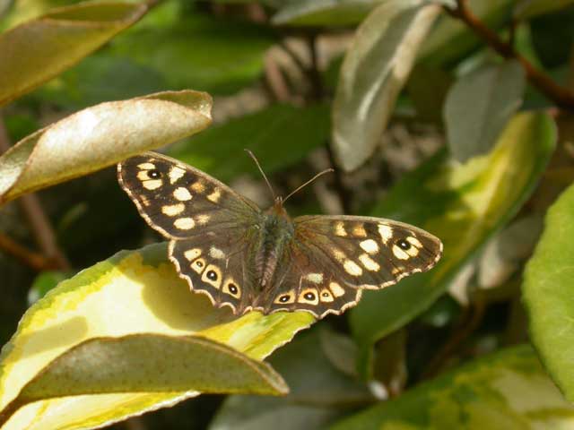 Image of Speckled Wood butterfly