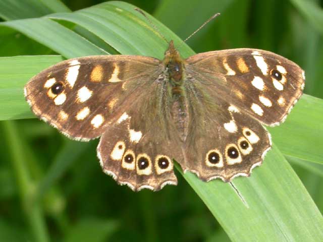 Image of Speckled Wood butterfly