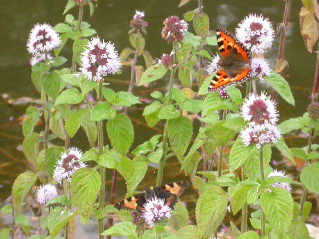 Image of Small Tortoiseshell butterfly on water mint plant