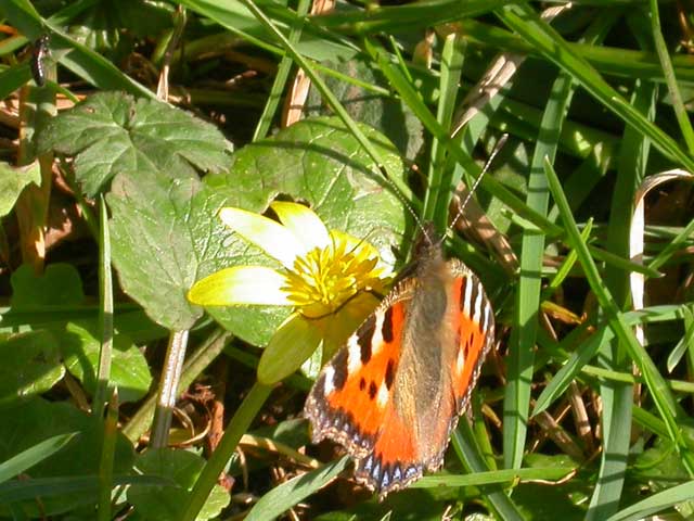 Image of Small Tortoiseshell butterfly on Celandine flower