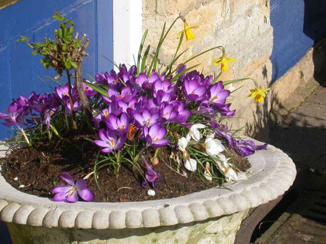 Image of Small Tortoiseshell butterfly on Crocus flower