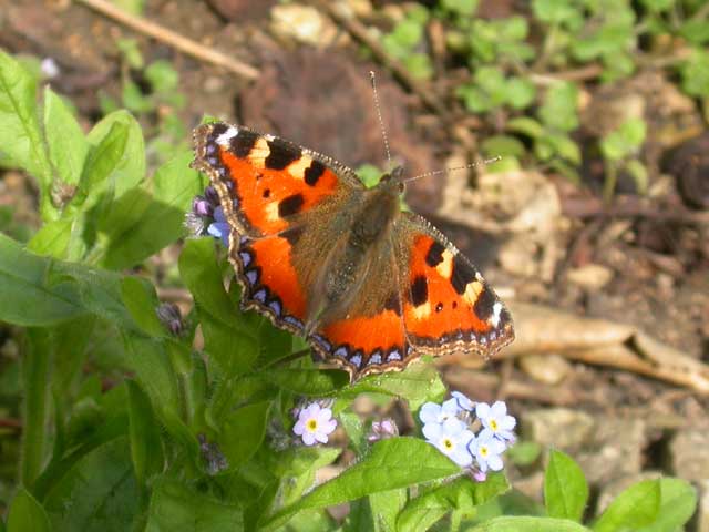 Image of Small Tortoiseshell butterfly on Forget-me-not plant