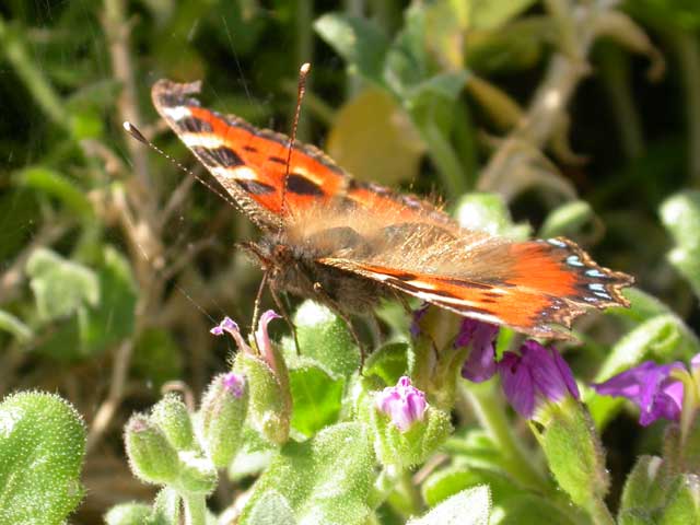 Image of Small Tortoiseshell butterfly on Aubrieta plant