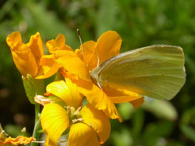 Image of Small White butterfly on Wallflower plant