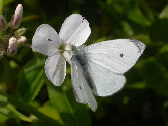 Image of Small White butterfly on Sweet Rocket plant
