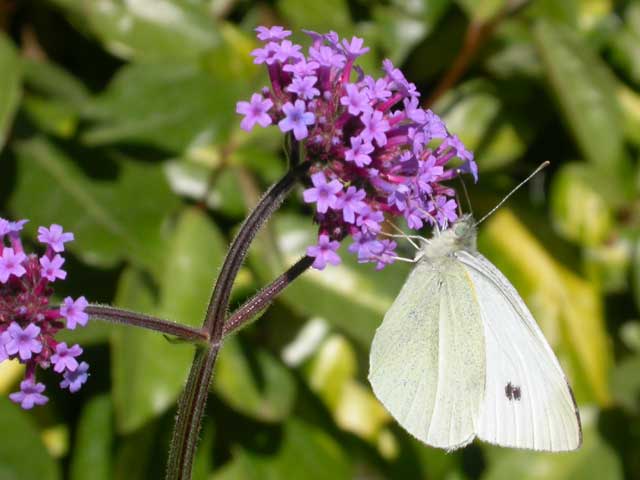 Image of Small White butterfly on Verbena bonariensis plant