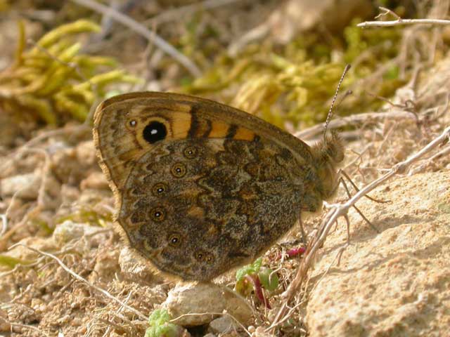 Image of Wall  butterfly