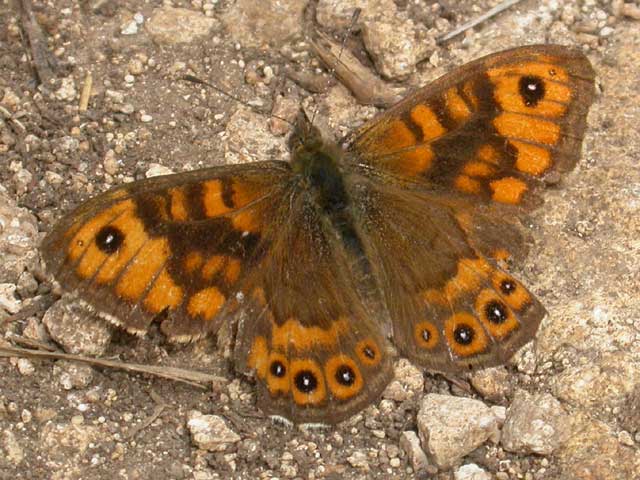 Image of Wall  butterfly