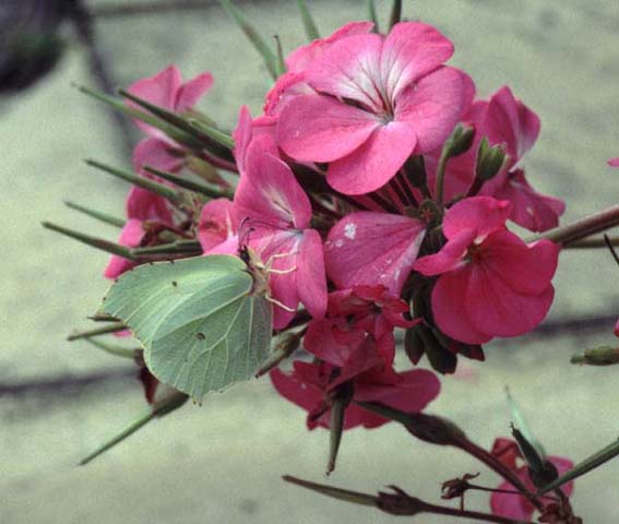 Brimstone butterfly on Pelargonium