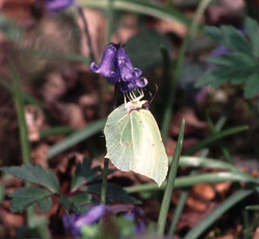 Brimstone butterfly on Bluebell