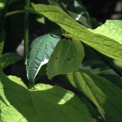 Brimstone butterfly on Dogwood