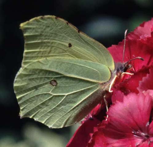 Brimstone butterfly on Sweet William