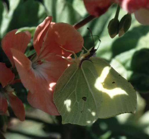 Brimstone butterfly on Pelargonium