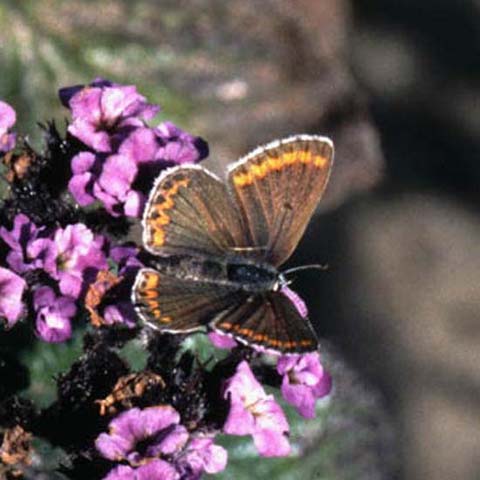 Brown Argus on Heliotrope