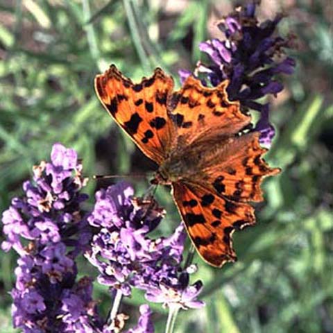 Comma butterfly on Lavender