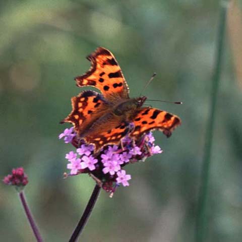 Comma butterfly on Verbena