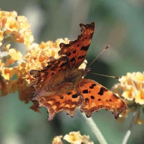 Comma butterfly on Buddleia weyerana