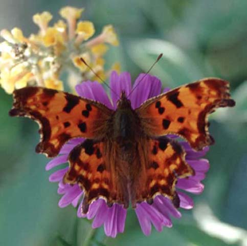 Comma butterfly on Michaelmas Daisy