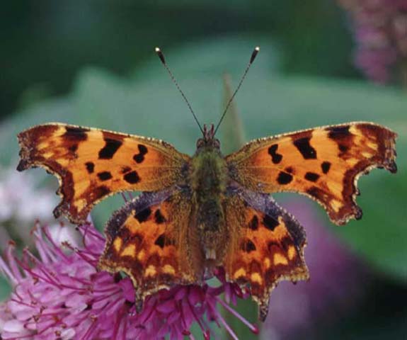 Comma butterfly on Hebe