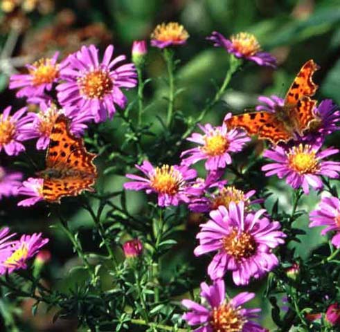 Comma butterfly on Michaelmas Daisy