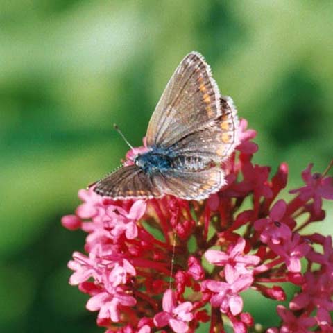 Common Blue butterfly on Red Valerian