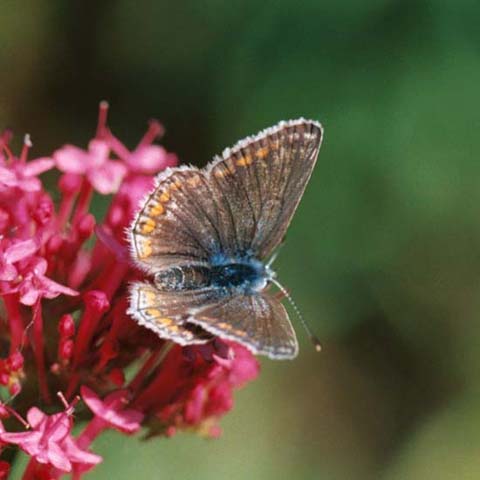 Common Blue butterfly on Red Valerian