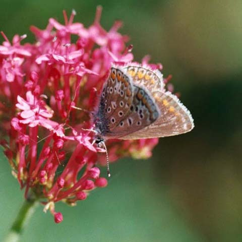 Common Blue butterfly on Red Valerian