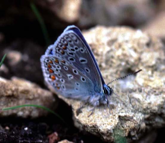 Common Blue butterfly 